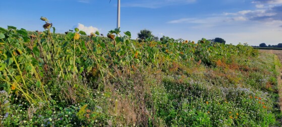 Blühfeld im August