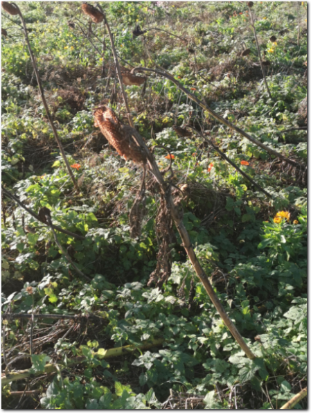 Blühfeld in Herbstruhe